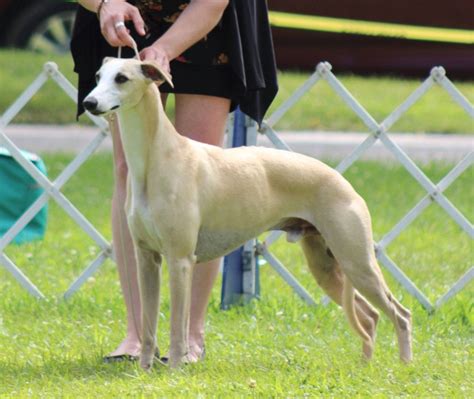 American whippet club - ROM/ROMX/ROMXX Program and Regulations Approved January 2006; effective April 2006, Revised April 2014 The AWC Register of Merit program was developed to recognize Whippet sires and dams with superior producing ability. This program 